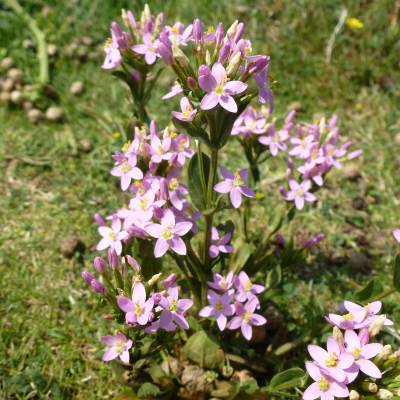 centaury