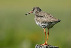 Redshank / Tom Marshall
